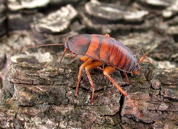 These Are the Most Cockroach Infested Cities in the U.S. - NewsBreak