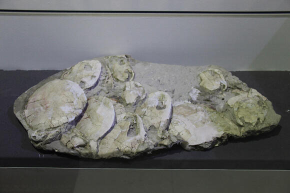 Turtles Survived the Dinosaur-Killing Asteroid — but Their Evolutionary ...