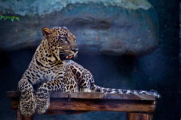 The Truth About Big Cat Rescue Myths and Media Portrayal - NewsBreak
