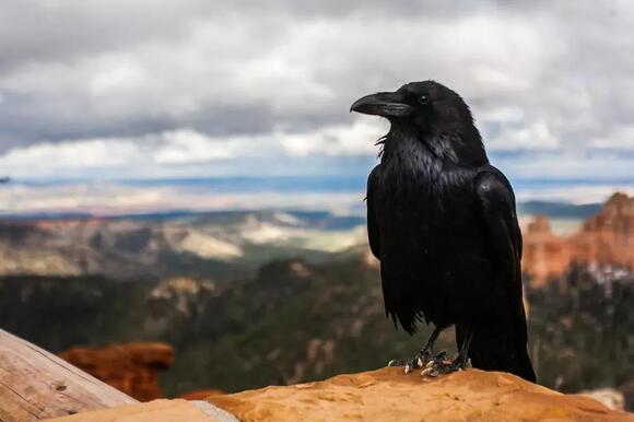 Why Crows Can Remember Your Face for Years (And What They Do With That ...