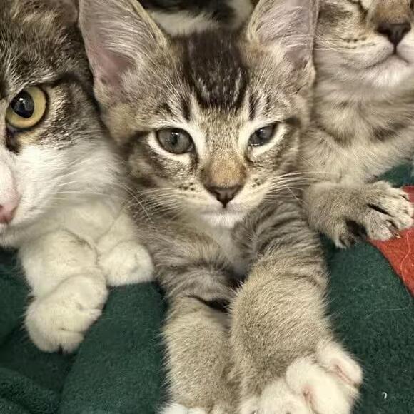 🐱 Playful, Gentle & Curious Cats Ready for Adoption in Walnut Creek ...