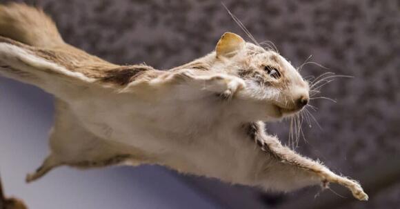 9 Animals That Fly (That Aren’t Birds!) - NewsBreak