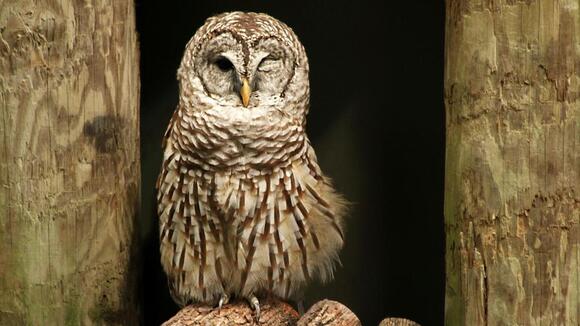 rockin-with-raptors-free-wildlife-festival-offers-close-encounters