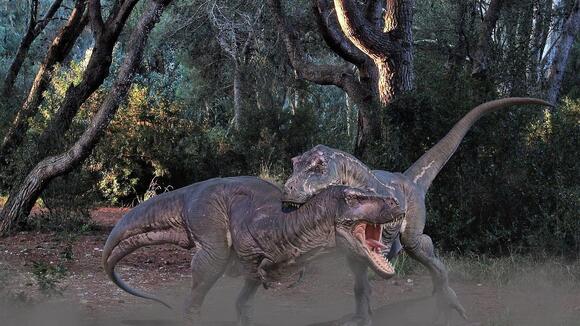 The Unseen Battles: Evidence of Fierce Rivalries Among Apex Predator ...