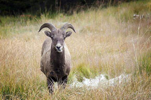 12 Extreme Animals That Thrive in the Sierra Nevada - NewsBreak