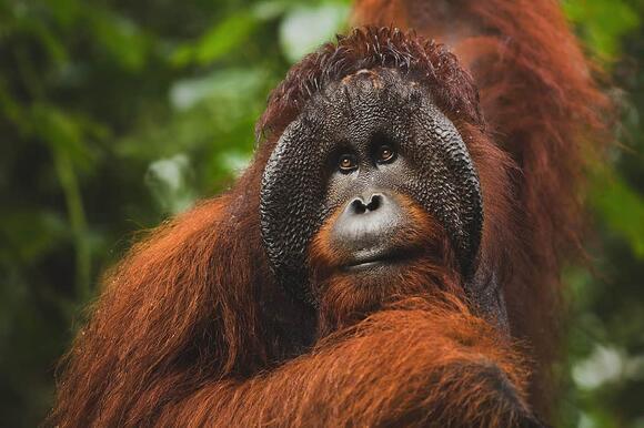 what-is-a-group-of-monkeys-called-newsbreak