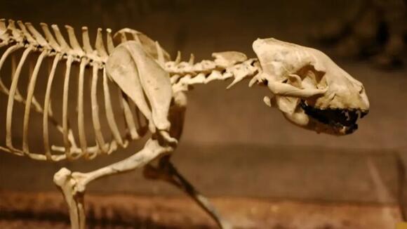 Ancient DNA Shows First Known Dogs Lived Alongside Ice Age Humans ...