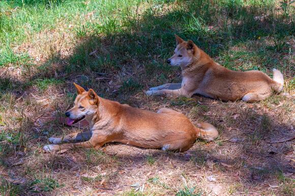 15 Myths and Facts About Dogs Taking on Wolves - NewsBreak