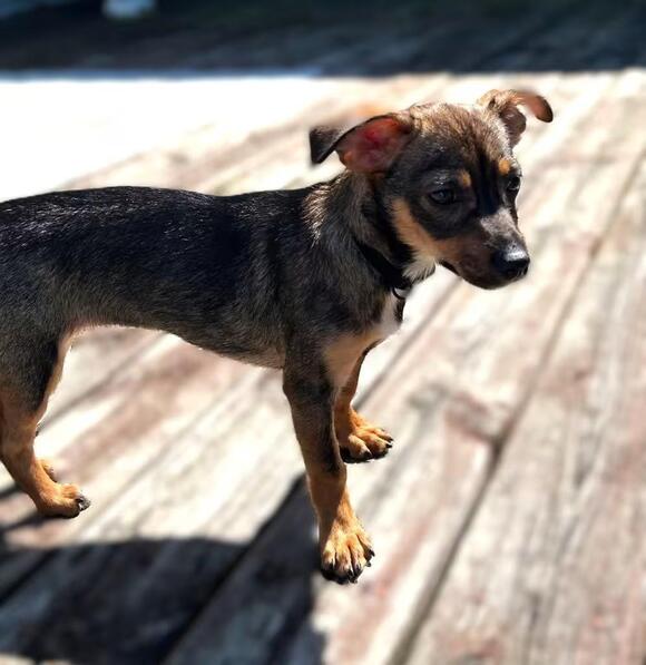 🐶 Playful South Bend Dogs Ready to Join Your Family - NewsBreak