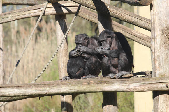 14 Animals That Mourn Their Own in Ways Scientists Noticed - NewsBreak