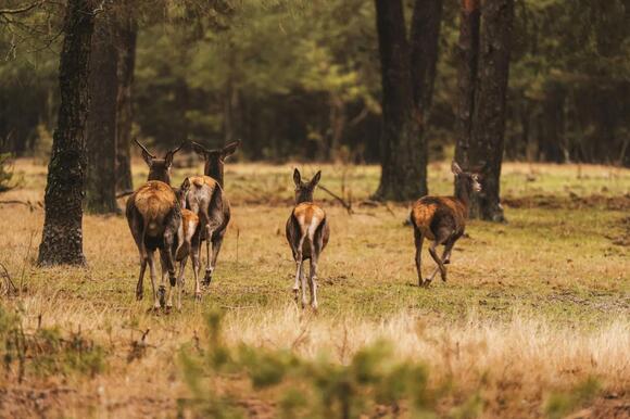 Deer Collision Liability Laws in Virginia: Fault, Insurance, and What ...