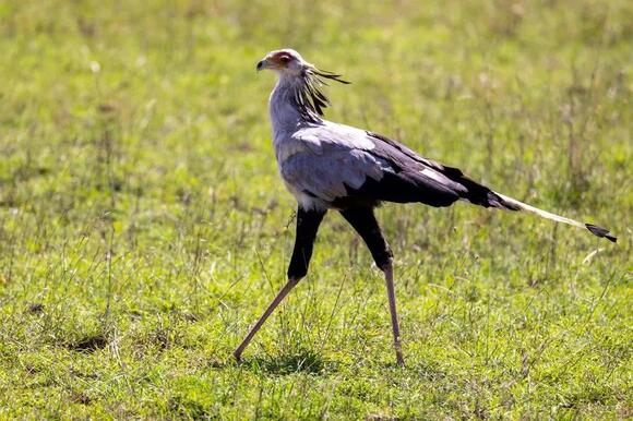 10 Facts About the Secretary Bird That Explain Why It Hunts Dangerous ...