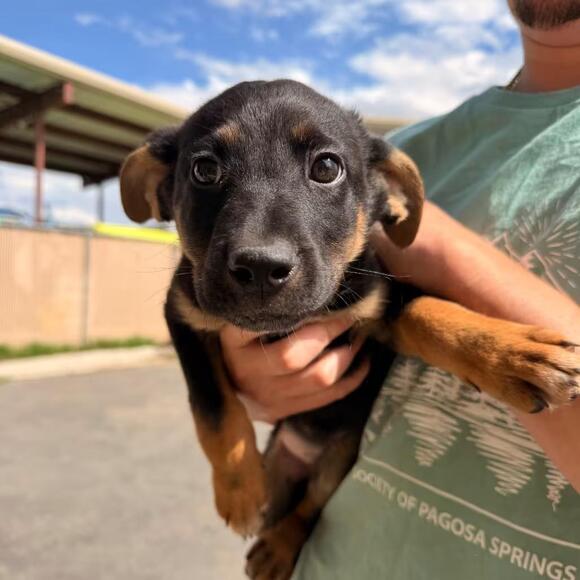 🐶 Playful Pagosa Springs Dogs Ready for Adoption Today - NewsBreak