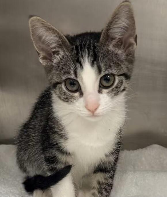 🐱 Friendly Canton Cats & Kittens Ready for Adoption Today - NewsBreak