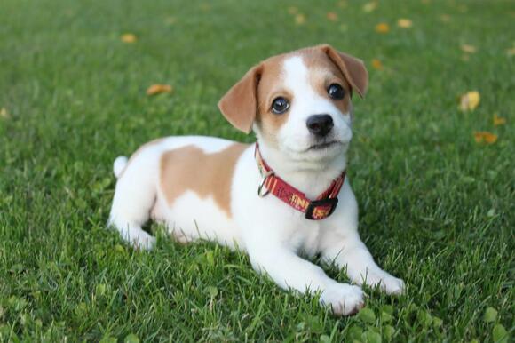 New Jersey’s Cold Weather Dog Law: What Every Pet Owner Should Know ...
