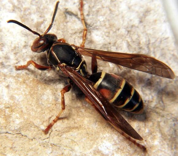 8 Stinging Insects in Puerto Rico You Need to Recognize - NewsBreak