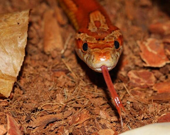 8 Ways Snakes Show Their Subtle Affection - NewsBreak