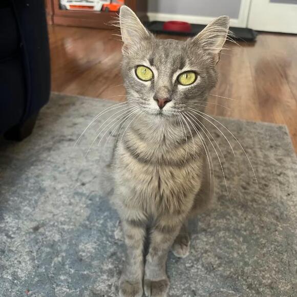 🐱 Playful & Sweet Cats Ready for Adoption in Gibsonia - NewsBreak