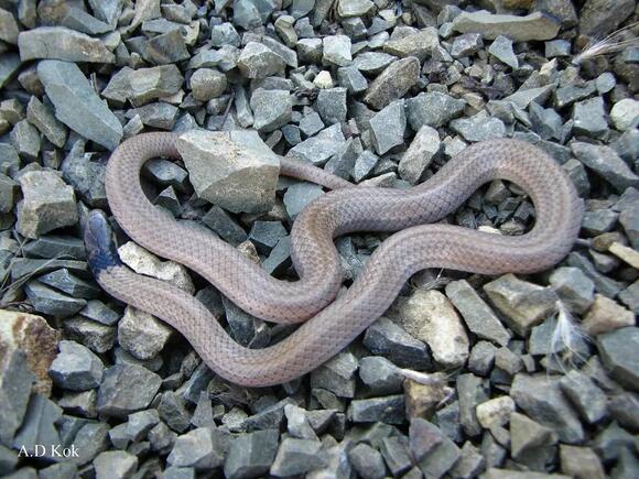 6 Black Snakes in South Africa You Should Know About - NewsBreak
