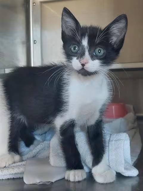 🐱 Sweet Kittens Ready for Adoption in Chula Vista - NewsBreak