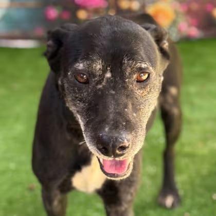 🐶 Playful Puppies & Loving Adult Dogs Ready for Adoption in Bryan, TX ...