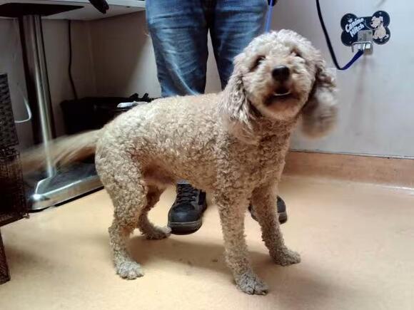 🐶 Free Dog Adoptions in Martinez — Standard Poodle, Dachshunds & More ...