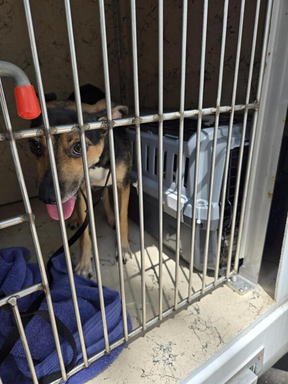 12 dogs receiving emergency care after Escondido apartment fire - NewsBreak