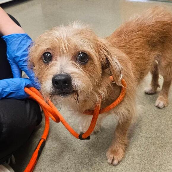 🐶 Sweet Birdsboro Dogs Ready Soon for Adoption at Local Shelter - NewsBreak