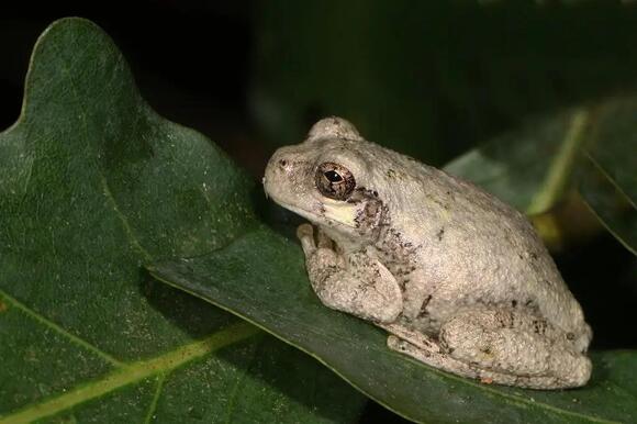 11 Types of Frogs in Wisconsin: Visual ID Guide with Calls and Habitats ...