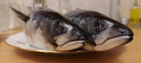 The Stinkiest Fish Why the Surströmming Fish Smells So Bad - NewsBreak