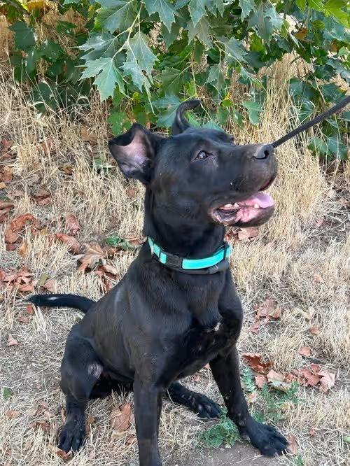 🐶 Friendly Dogs in Yreka Ready for Adoption Through Rescue Ranch ...