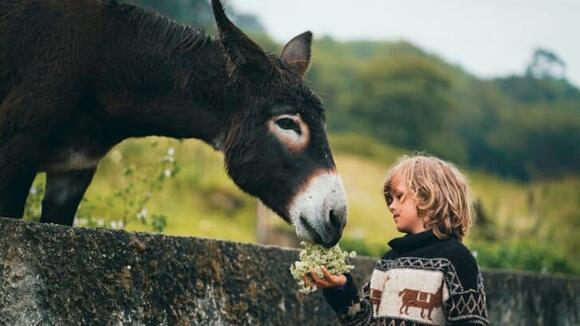 The Enduring Strength and Loyalty of Wild Donkeys - NewsBreak