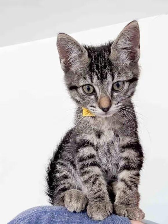 🐱 Playful, Loving Kittens Ready for Adoption in Berkeley - NewsBreak
