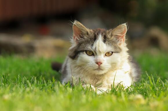 10-foods-that-seem-safe-for-cats-but-aren-t-newsbreak