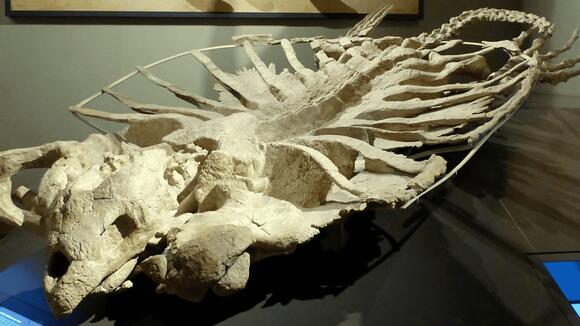 Understanding The Largest Known Prehistoric Turtle From 80 Million ...