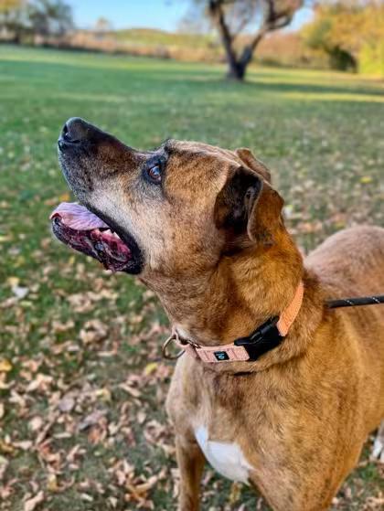 🐶 Loyal, Gentle Dogs Waiting for Adoption in Midland, MI - NewsBreak