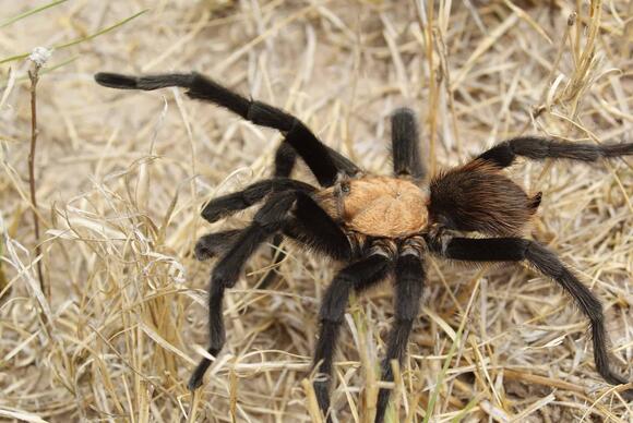 The Most Massive Spiders in Mexico - NewsBreak