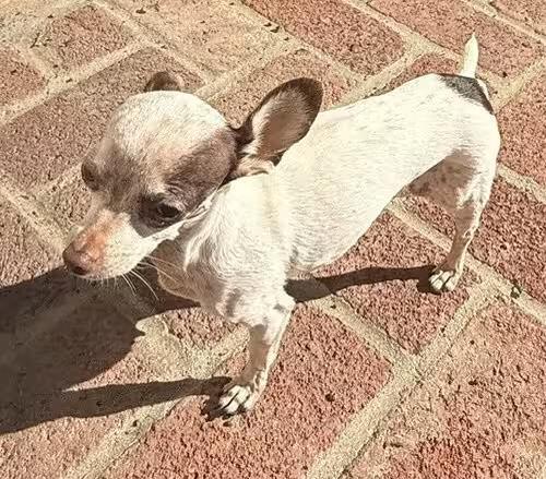 🐶 Gentle, Goofy & Growing Dogs Ready for Adoption in Santa Rosa - NewsBreak