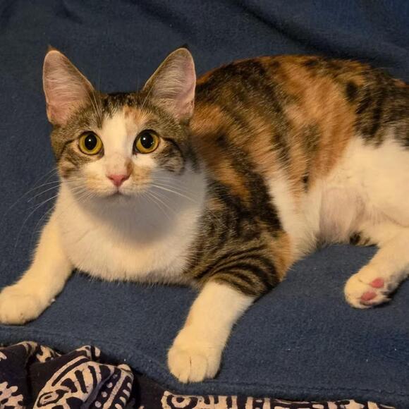 🐱 Tulsa Cats Ready for Adoption — Gentle, Shy & Snuggly Companions ...