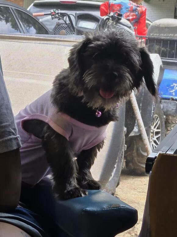 🐶 Playful, Loyal & Loving Dogs Ready for Adoption in Memphis - NewsBreak