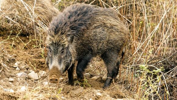 Record-setting hog found in Tennessee surprises hunters - NewsBreak