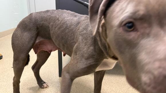 Animal Control Searches for Missing Puppies of Abandoned Nursing Dog ...