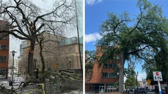 154-year-old elm tree in downtown Portland to be cut down