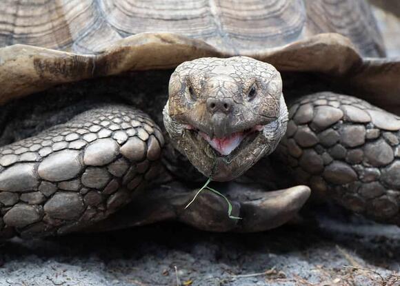 The 10 Best Land Turtles to Keep as Pets - NewsBreak