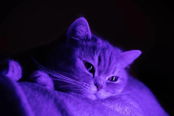 Why Does Your Cat Stare Intently at Empty Spaces? The Curious Truth ...