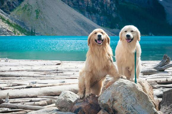 The Real Reason Dogs Hate Fireworks - NewsBreak