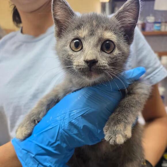 🐱 Corinth Cats Ready for Adoption — Kittens & Adults Await - NewsBreak