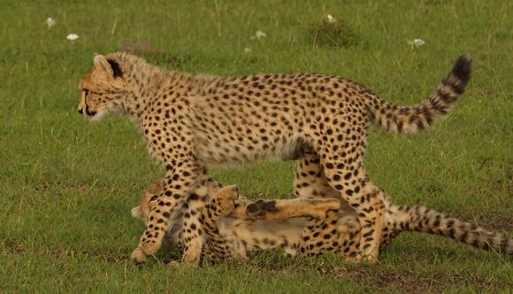 12 Things You Did Not Know About Cheetah Cubs - NewsBreak