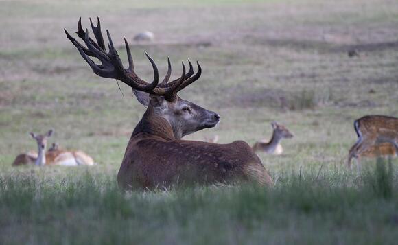 Genetic Fortress: Oregon Elk’s Resistance to CWD May Safeguard ...