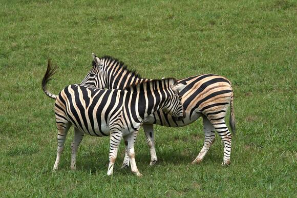 11 Myths About Zebras Busted by Science - NewsBreak